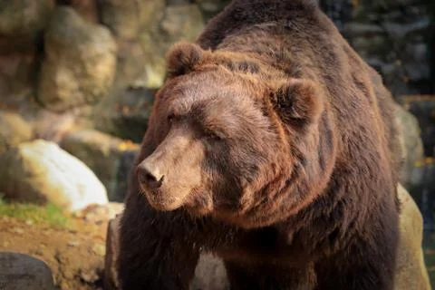 Brown bear in motion Stock Photos