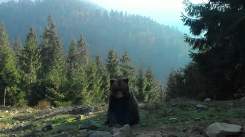 Brown bear in mountain pine forest Stock Footage 157734836