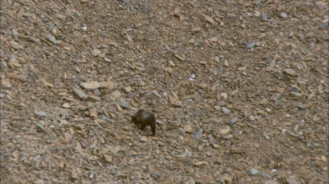 Brown Bear Mountainside Stock Footage 37410762