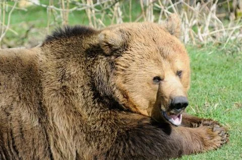 Brown bear mouth open Stock Photos