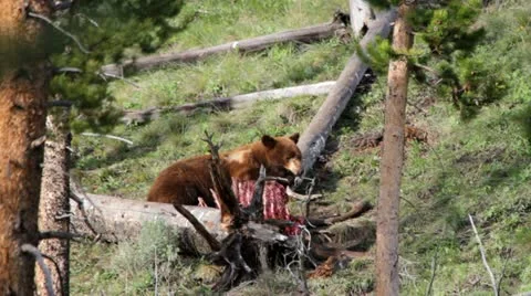 Brown bear mov Stock Footage 11626208