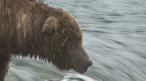 Brown Bear Moves to Falls Video stock 53495288