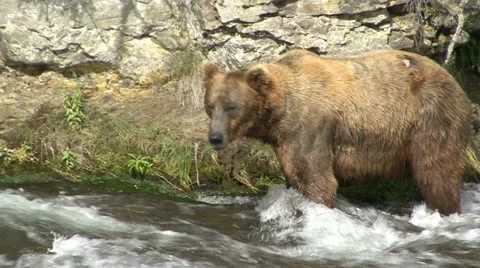 BROWN BEAR MOVES IN WATER Video stock 21210117