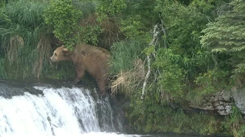 BROWN BEAR MOVES UP WATERFALL Video stock 21221457