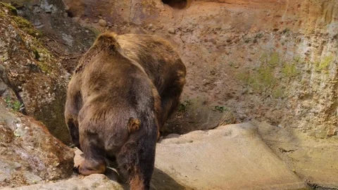 A brown bear moving Stock Footage 253493494