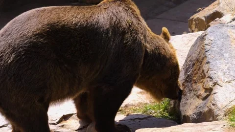 A brown bear moving Stock Footage 253493582