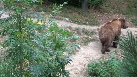 Brown bear moving in the forest Stock Footage 162114971
