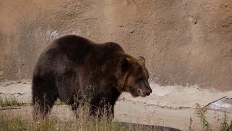 Brown bear moving gracefully from left to right in slow motion. The powerful Stock Footage 290465151