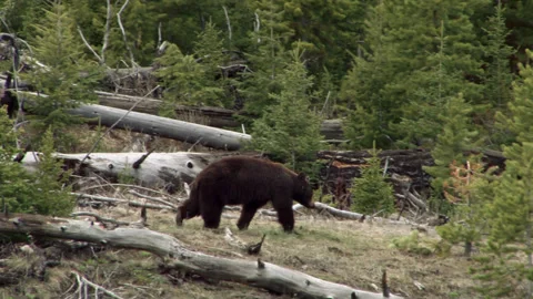 Brown Bear Moving Through Forest Stock Footage 130224481