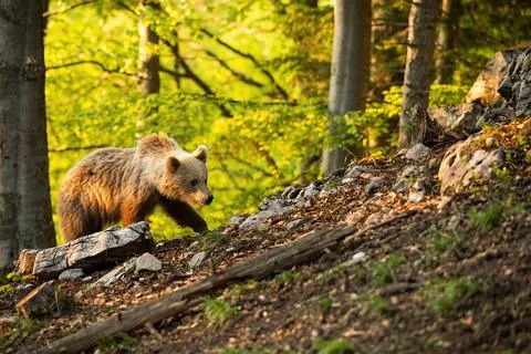 Brown bear moving through forest in sunny springtime nature Stock Photos