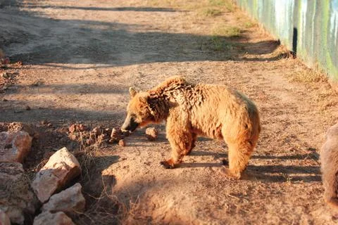 Brown bear in the mud at the zoo Stock-Fotos