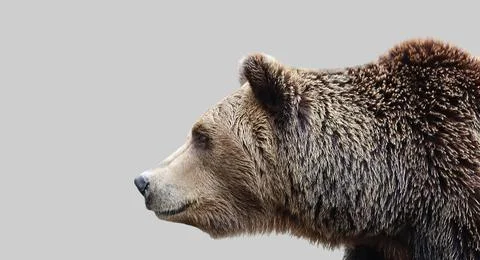 Brown bear, muzzle, side view. Stock-Fotos