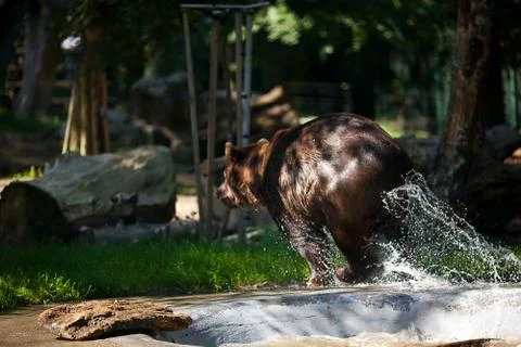 Brown bear on the nature Stock Photos