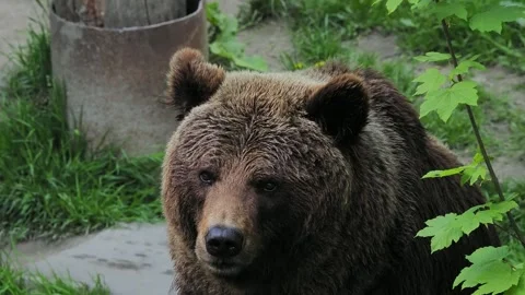Brown bear navigates the forest by smell. Stock Footage 325092856