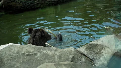 Brown bear nibbles branch while in a small pond in an aviary. View through the Stock Footage 134332647