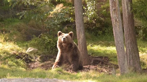 Brown bear from Norway Stock Footage 54756362