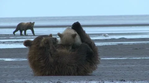 BROWN BEAR NURSES CUBS Video stock 19361141