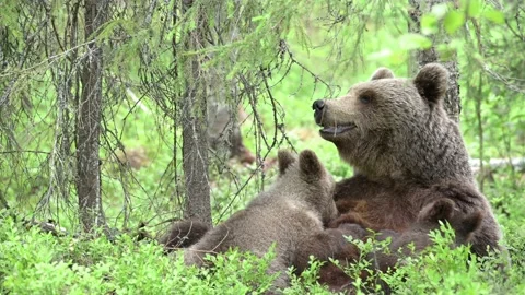 Brown Bear nursing her cubs Stock Footage 133787249