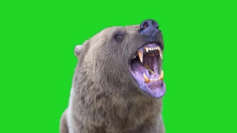 Brown bear opens and closes its mouth violently before attacking. green scree Stock Footage 327559808