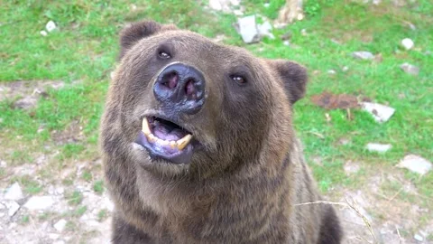 The brown bear opens its mouth and shows its tongue in the wild forest. Stock Footage 142877105
