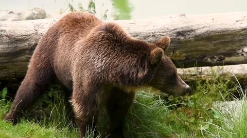 Brown bear in a park Stock Footage 137641965