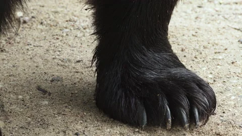 Brown bear paw with claws super close up. Brown bear, Ursus arctos. Stock Footage 233955024