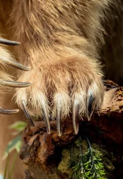 Brown Bear Paw With sharp Claws 库存照片