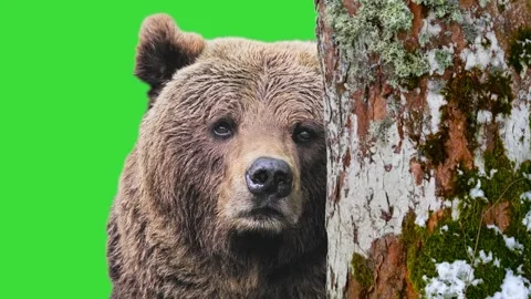 Brown bear peeks out from behind a tree. Green screen Stock Footage 325093223