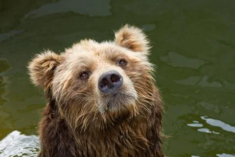 Brown bear Stock Photos