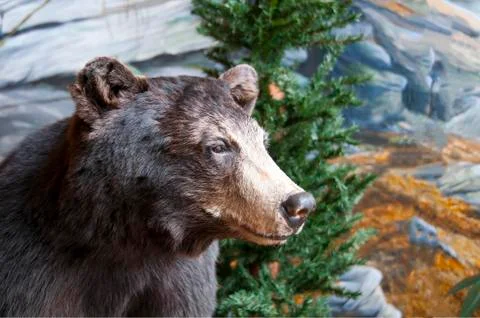 Brown bear Stock Photos