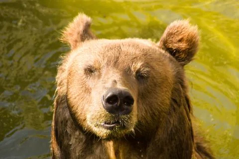 Brown bear Stock Photos