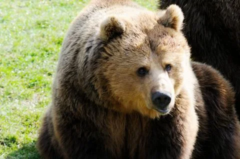 Brown bear Stock Photos