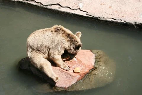 Brown bear Stock Photos