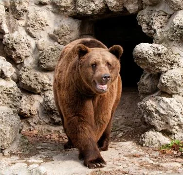 Brown bear Stock Photos
