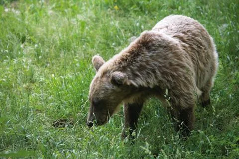 Brown bear Stock Photos