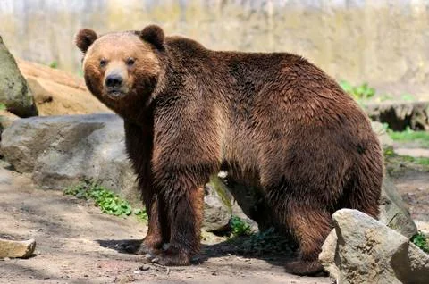 Brown bear Stock Photos