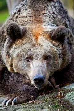 Brown Bear Stock Photos