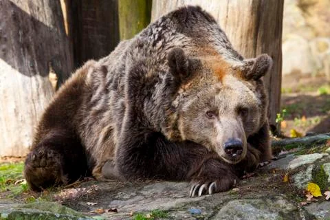 Brown Bear Stock Photos