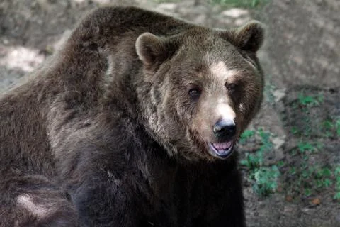 Brown bear Stock Photos