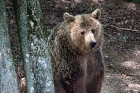 Brown bear Stock Photos