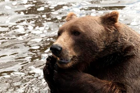 Brown bear Foto stock