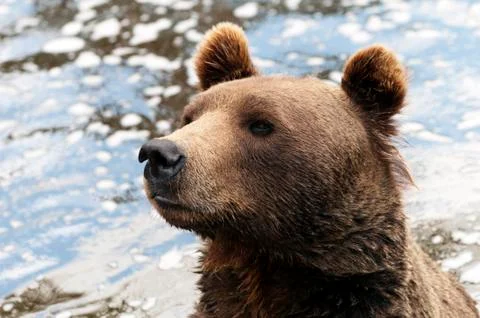 Brown bear Stock Photos