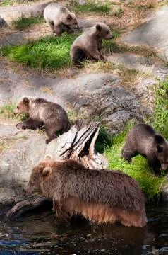 Brown bear Stock Photos