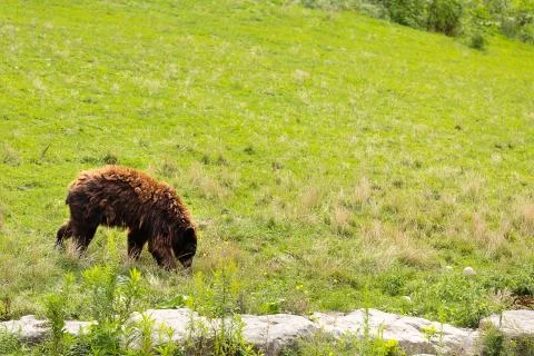 Brown bear Stock Photos