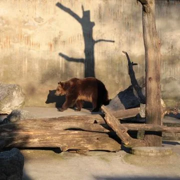 Brown bear Stock Photos