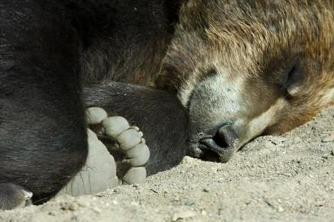 Brown bear Stock Photos