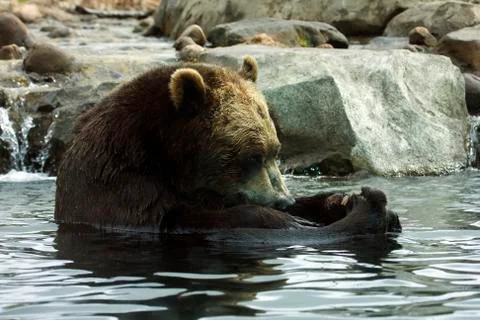 Brown bear Stock Photos