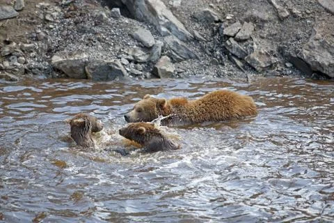Brown bear Stock Photos