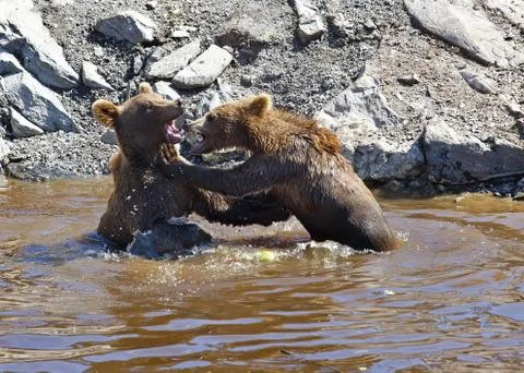 Brown bear Stock Photos