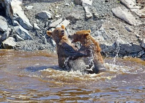 Brown bear Stock Photos